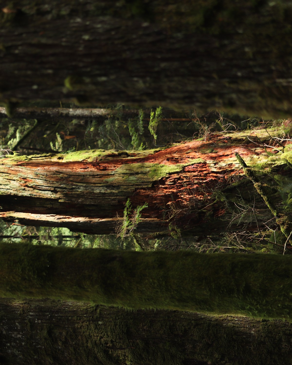 Sunlight filtering through mossy coastal cedar forest canopy along nature trails at Hoffmann Park in Pitt Meadows BC
